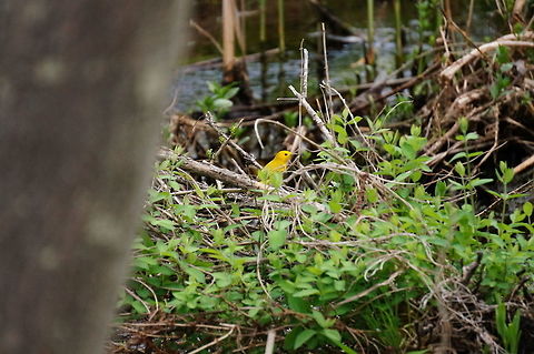American Yellow Warbler (Setophaga petechia)  American yellow warbler,Animal,Bird,Geotagged,Nature,New World Warbler,Parulidae,Passeriformes,Perching Bird,Setophaga,Setophaga petechia,Spring,United States,Vertebrate,Yellow Warbler