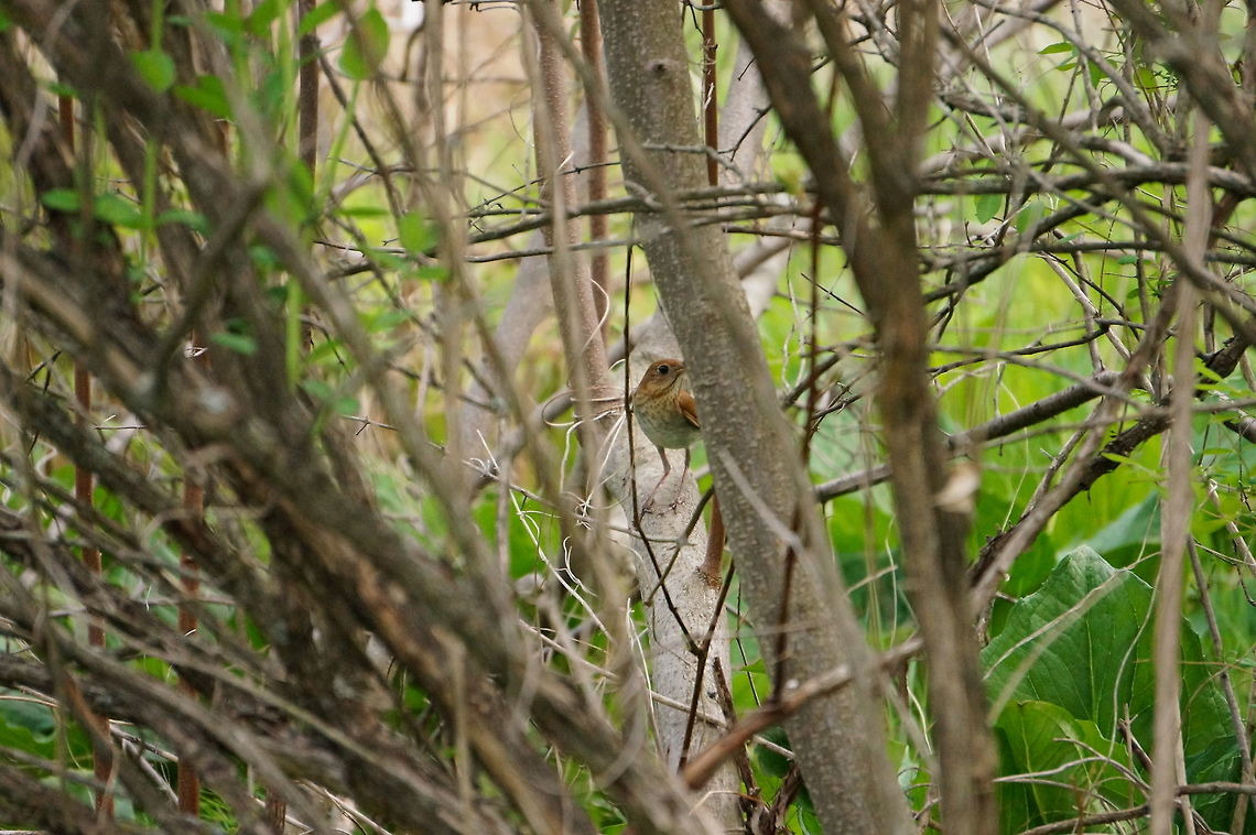 Veery (Catharus fuscescens)  Animal,Bird,Catharus,Catharus fuscescens,Geotagged,Nature,Passeriformes,Perching Bird,Spring,Thrush,Turdidae,United States,Veery,Vertebrate