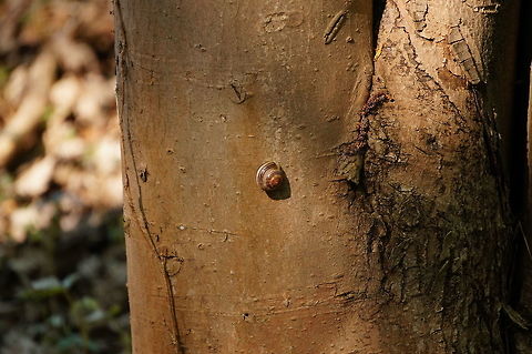 Grove Snail (Cepaea nemoralis)  Animal,Cepaea,Cepaea nemoralis,Gastropod,Gastropoda,Geotagged,Grove Snail,Grove snail,Helicidae,Henrietta,Mollusc,Mollusca,Nature,New York State,Rochester,Snail,Spring,Tinker Nature Park,United States