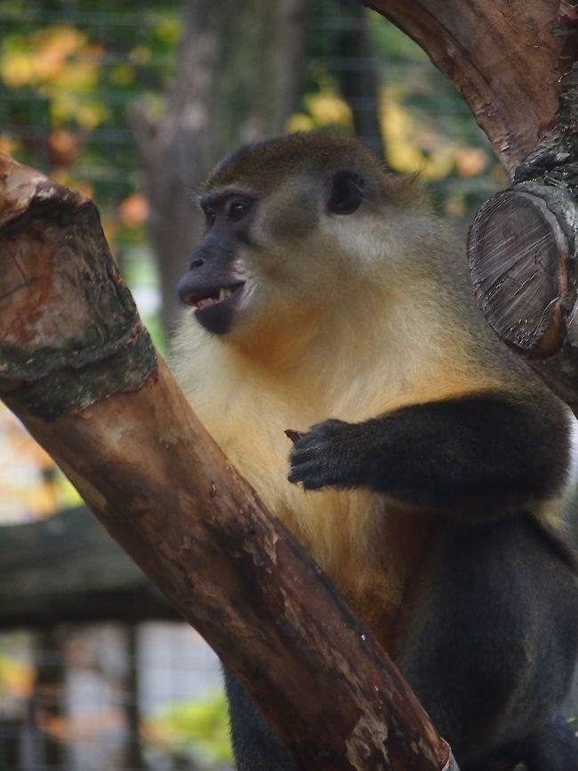 Golden-bellied mangabey (Cercocebus chrysogaster)  Animal,Cercocebus,Cercocebus chrysogaster,Cercopithecidae,Geotagged,Golden-bellied mangabey,Mammal,Mangabey,Monkey,Nature,Old World Monkey,Primate,United States,Vertebrate,White-eyelid mangabey,Zoo