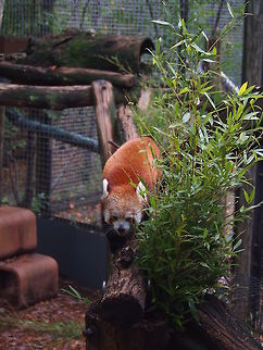 Red Panda (Ailurus fulgens)  Ailuridae,Ailurus,Ailurus fulgens,Animal,Carnivora,Fall,Geotagged,Mammal,Nature,Red Panda,Red panda,United States,Vertebrate,Zoo