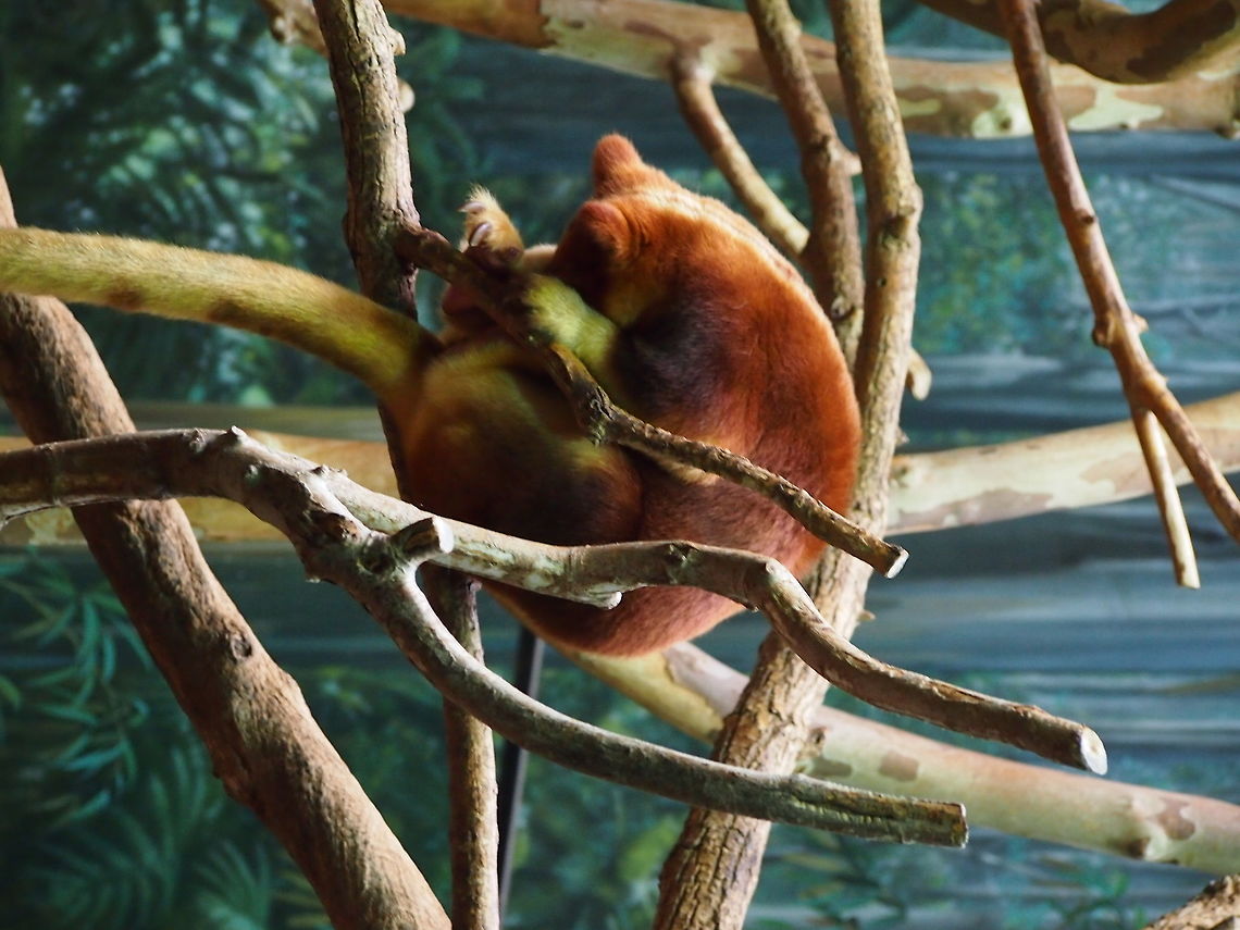 Goodfellow's tree-kangaroo (Dendrolagus goodfellowi)  Animal,Dendrolagus,Dendrolagus goodfellowi,Diprotodontia,Geotagged,Goodfellow's tree-kangaroo,Goodfellows tree-kangaroo,Macropodidae,Mammal,Marsupial,Nature,Tree Kangaroo,United States,Vertebrate,Zoo
