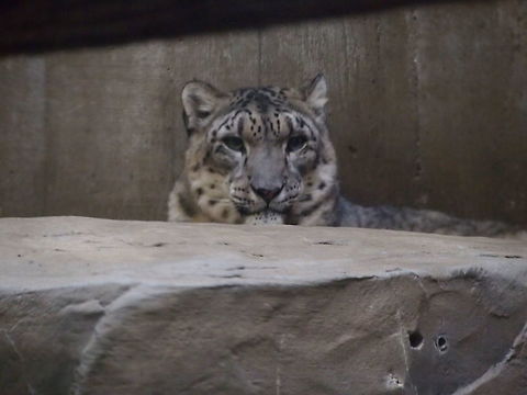 Snow Leopard (Panthera uncia)  Animal,Carnivora,Cat,Felidae,Geotagged,Mammal,Nature,Panthera,Panthera uncia,Pantherinae,Snow Leopard,Snow leopard,Uncia uncia,United States,Vertebrate,Zoo