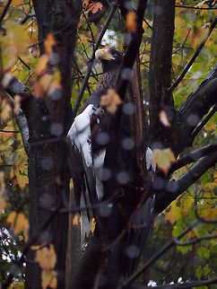 Steller's Sea Eagle (Haliaeetus pelagicus)  Accipitridae,Accipitriformes,Animal,Bird,Eagle,Geotagged,Haliaeetus,Haliaeetus pelagicus,Nature,Sea Eagle,Steller's sea eagle,Stellers sea eagle,United States,Vertebrate,Zoo