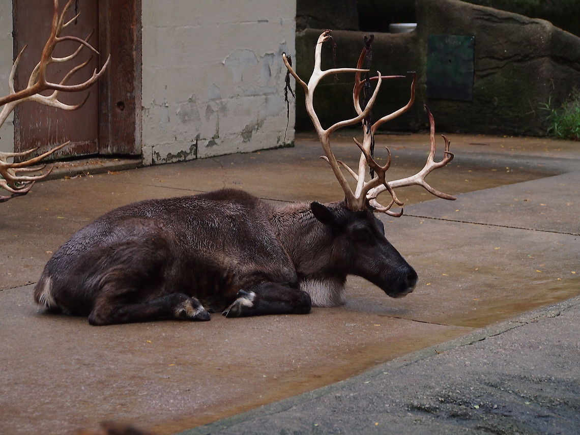 Caribou (Rangifer tarandus)  Animal,Artiodactyla,Capreolinae,Caribou,Caribou (North America),Cervidae,Deer,Even-toed ungulate,Geotagged,Mammal,Nature,New World Deer,Rangifer,Rangifer tarandus,Reindeer,United States,Vertebrate,Zoo
