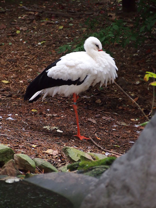 White Stork (Ciconia ciconia)  Akron,Akron Zoo,Animal,Bird,Ciconia,Ciconia ciconia,Ciconiidae,Ciconiiformes,Geotagged,Nature,Ohio,Stork,United States,United States of America,Vertebrate,White Stork,White stork,Zoo