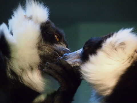 Black-and-white ruffed lemur (Varecia variegata)  Akron,Akron Zoo,Animal,Black-and-white ruffed lemur,Lemur,Lemuridae,Lemuroidea,Mammal,Nature,Ohio,Primate,Ruffed Lemur,United States of America,Varecia,Varecia variegata,Vertebrate,Zoo