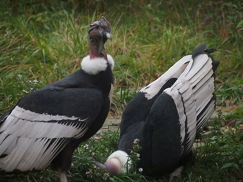 Andean Condor (Vultur gryphus)  Akron,Akron Zoo,Andean Condor,Andean condor,Animal,Bird,Cathartidae,Cathartiformes,Geotagged,Nature,New World Vulture,Ohio,United States,United States of America,Vertebrate,Vultur,Vultur gryphus,Zoo