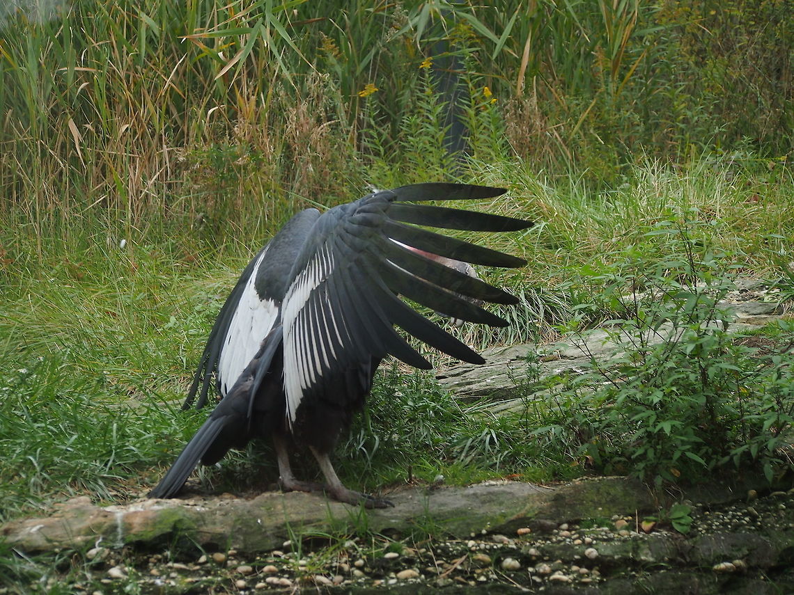Andean Condor (Vultur gryphus)  Akron,Akron Zoo,Andean Condor,Andean condor,Animal,Bird,Cathartidae,Cathartiformes,Geotagged,Nature,New World Vulture,Ohio,United States,United States of America,Vertebrate,Vultur,Vultur gryphus,Zoo