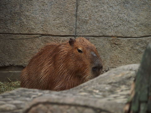 Capybara (Hydrochoerus Hydrochaeris)  Akron,Akron Zoo,Animal,Capybara,Caviidae,Geotagged,Hydrochoerus,Hydrochoerus hydrochaeris,Mammal,Nature,Ohio,Rodent,Rodentia,United States,United States of America,Vertebrate,Zoo