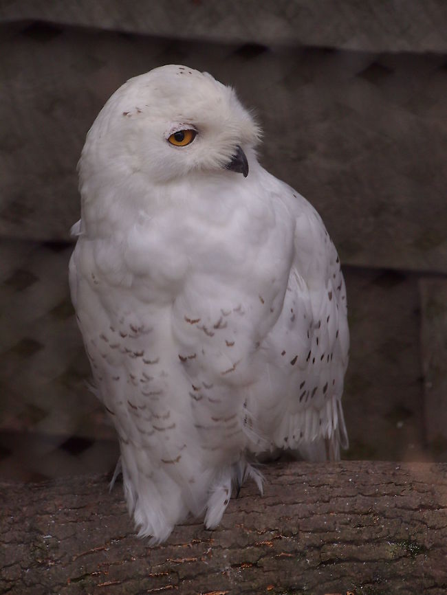 Snowy Owl (Bubo Scandiacus)  Akron,Akron Zoo,Animal,Bird,Bubo,Bubo scandiacus,Horned Owl,Nature,Ohio,Owl,Snowy Owl,Strigidae,Strigiformes,True Owl,United States of America,Vertebrate,Zoo