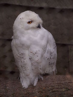 Snowy Owl (Bubo Scandiacus)  Akron,Akron Zoo,Animal,Bird,Bubo,Bubo scandiacus,Horned Owl,Nature,Ohio,Owl,Snowy Owl,Strigidae,Strigiformes,True Owl,United States of America,Vertebrate,Zoo