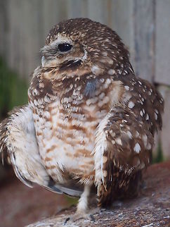Burrowing Owl (Athene cunicularia)  Akron,Akron Zoo,Animal,Athene,Athene cunicularia,Bird,Burrowing Owl,Burrowing owl,Nature,Ohio,Owl,Strigidae,Strigiformes,True Owl,United States,United States of America,Vertebrate,Zoo