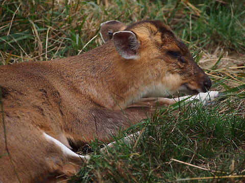 Indian muntjac (Muntiacus muntjak)  Akron,Akron Zoo,Animal,Artiodactyla,Barking Deer,Cervidae,Cervinae,Deer,Even-toed ungulate,Indian muntjac,Mammal,Muntiacus,Muntiacus muntjak,Muntjac,Nature,Ohio,Old World deer,United States of America