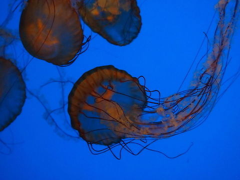 Pacific Sea Nettle (Chrysaora fuscescens)  Akron,Akron Zoo,Animal,Chrysaora,Chrysaora fuscescens,Cnidaria,Fall,Jellyfish,Medusozoa,Nature,Ohio,Pacific sea nettle,Pelagiidae,Scyphozoa,Semaeostomeae,True Jellyfish,United States of America,Zoo