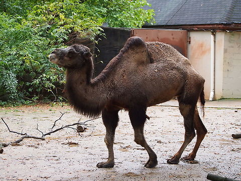 Bactrian Camel (Camelus bactrianus)  Animal,Artiodactyla,Bactrian Camel,Bactrian camel,Camel,Camelidae,Camelus,Camelus bactrianus,Even-toed ungulate,Geotagged,Mammal,Nature,United States,Vertebrate,Zoo