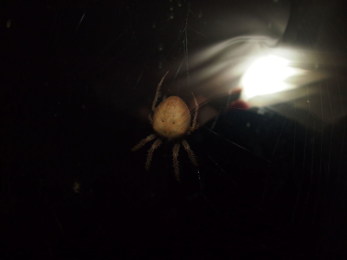 Jewel Spider (Araneus gemmoides)  Animal,Arachnid,Araneae,Araneidae,Araneus,Araneus gemmoides,Arthropod,Jewel spider,Nature,Orb-weaver Spider,Spider