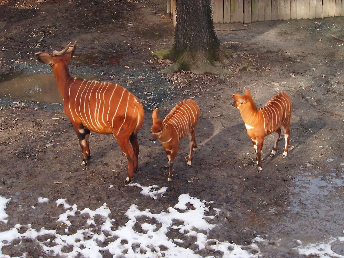 Bongo (Tragelaphus eurycerus)  Animal,Artiodactyla,Bongo,Bovidae,Bovinae,Even-toed ungulate,Geotagged,Mammal,Nature,Tragelaphus,Tragelaphus eurycerus,United States,Vertebrate,Western/Lowland Bongo,Zoo