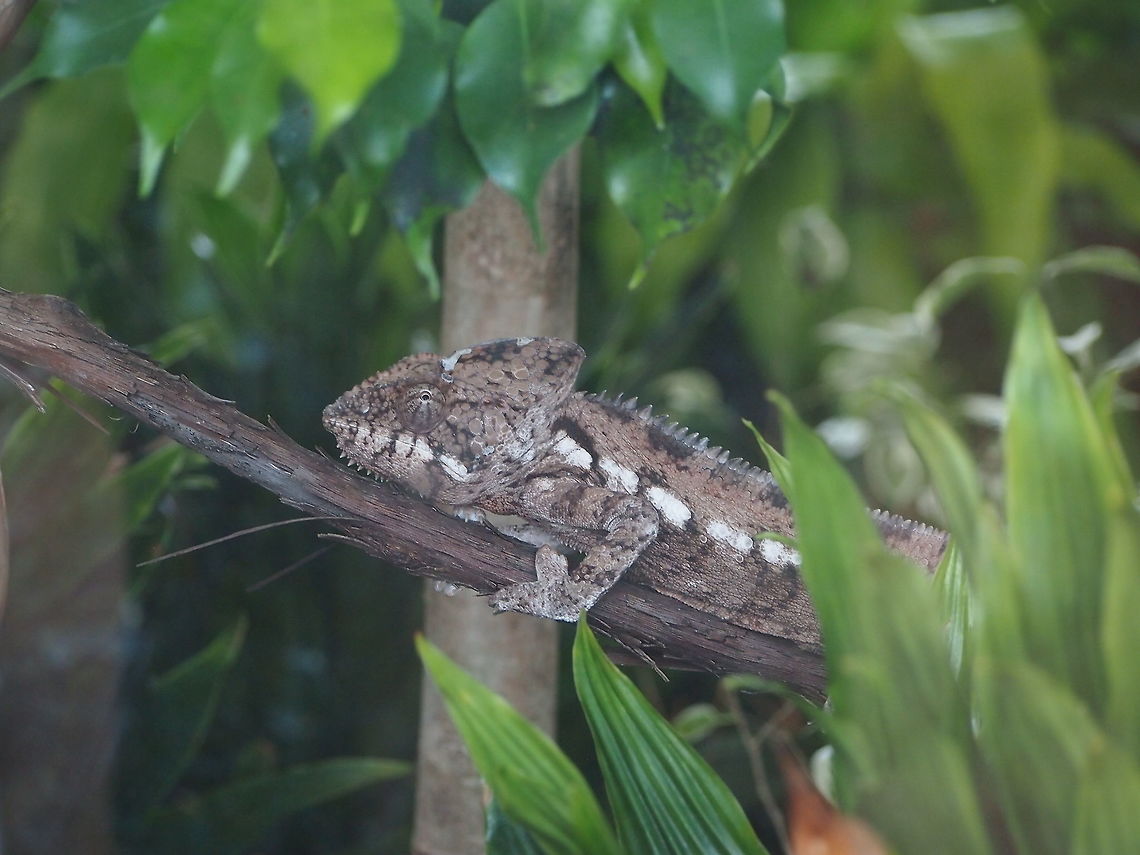 Malagasy Giant Chameleon (Furcifer oustaleti)  Animal,Chamaeleonidae,Chameleon,Furcifer,Furcifer oustaleti,Geotagged,Lizard,Malagasy Giant Chameleon,Nature,Oustalet's Chameleon,Reptile,Scaled Reptile,Squamata,United States,Vertebrate,Zoo