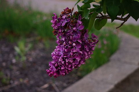 Common Lilac (Syringa vulgaris)  Angiospermae,Common Lilac,Flowering Plant,Geotagged,Lamiales,Lilac,Nature,Oleaceae,Plant,Syringa,Syringa vulgaris,United States,common lilac