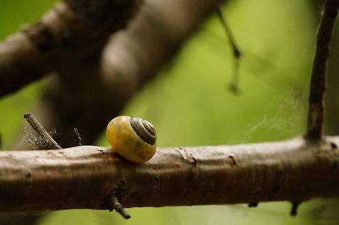 Grove Snail (Cepaea nemoralis)  Animal,Cepaea,Cepaea nemoralis,Gastropod,Gastropoda,Geotagged,Grove Snail,Grove snail,Helicidae,Henrietta,Mollusc,Mollusca,Nature,New York State,Rochester,Snail,Tinker Nature Park,United States,United States of America