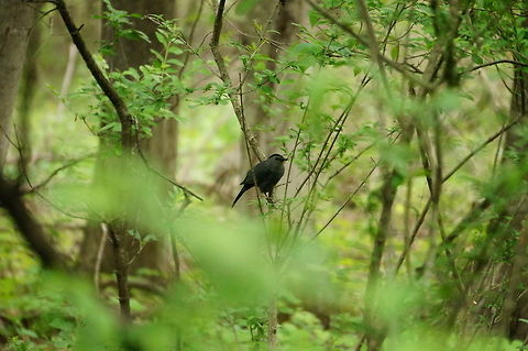 Gray Catbird (Dumetella carolinensis)  Animal,Bird,Dumetella,Dumetella carolinensis,Gray Catbird,Gray catbird,Henrietta,Mimid,Mimidae,Muscicapoidea,Nature,New York State,Passeri,Passeriformes,Perching Bird,Rochester,Songbird,Tinker Nature Park,United States