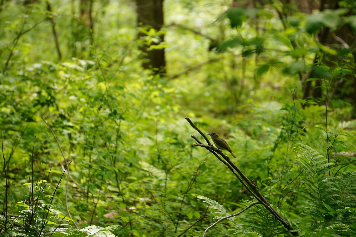 Red-eyed Vireo (Vireo olivaceus)  Animal,Bird,Geotagged,Henrietta,Nature,New York State,Passeriformes,Perching Bird,Red-eyed Vireo,Red-eyed vireo,Rochester,Tinker Nature Park,United States,United States of America,Vertebrate,Vireo,Vireo olivaceus,Vireonidae