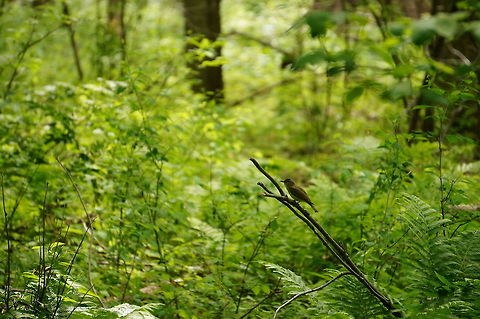 Red-eyed Vireo (Vireo olivaceus)  Animal,Bird,Geotagged,Henrietta,Nature,New York State,Passeriformes,Perching Bird,Red-eyed Vireo,Red-eyed vireo,Rochester,Tinker Nature Park,United States,United States of America,Vertebrate,Vireo,Vireo olivaceus,Vireonidae