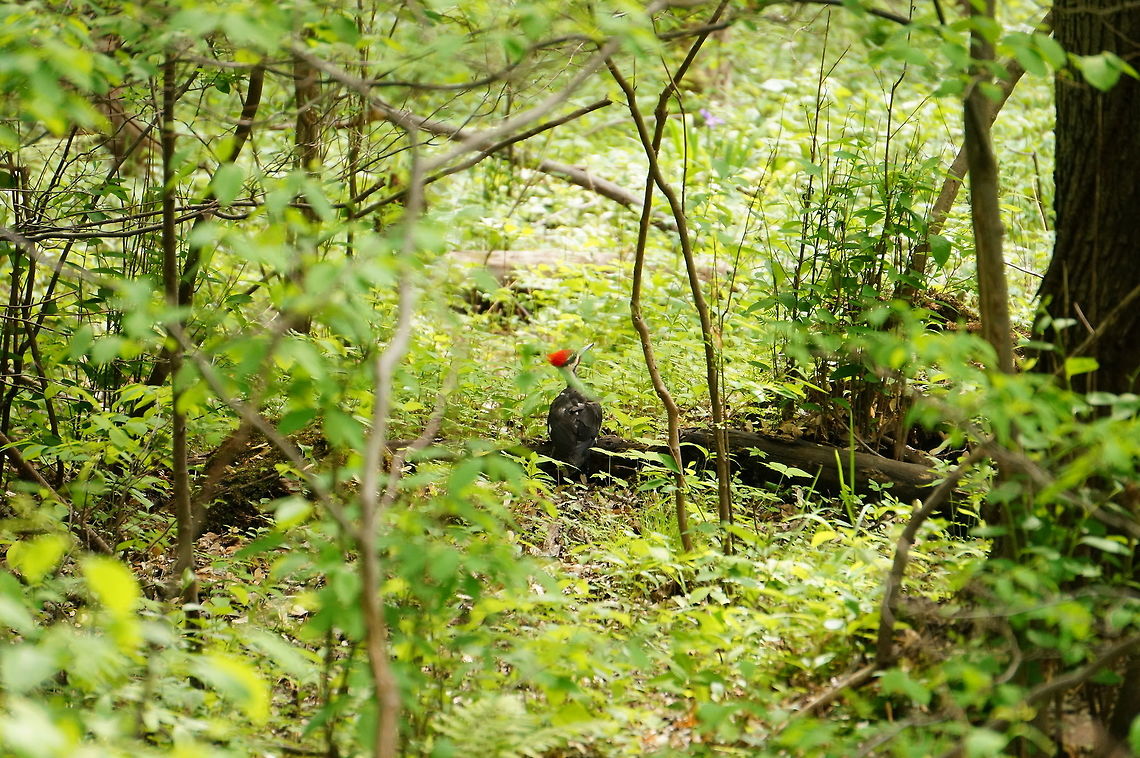 Pileated Woodpecker (Hylatomus pileatus)  Animal,Bird,Dryocopus pileatus,Geotagged,Henrietta,Hylatomus,Hylatomus pileatus,Nature,New York State,Picidae,Piciformes,Pileated Woodpecker,Rochester,Tinker Nature Park,United States,United States of America,Vertebrate,Woodpecker