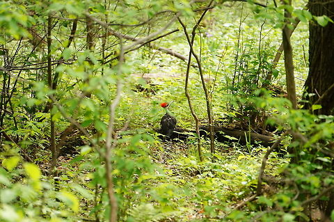 Pileated Woodpecker (Hylatomus pileatus)  Animal,Bird,Dryocopus pileatus,Geotagged,Henrietta,Hylatomus,Hylatomus pileatus,Nature,New York State,Picidae,Piciformes,Pileated Woodpecker,Rochester,Tinker Nature Park,United States,United States of America,Vertebrate,Woodpecker