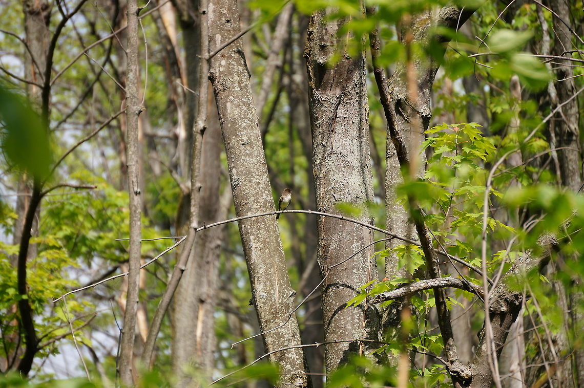 Eastern Phoebe (Sayornis phoebe)  Animal,Bird,Eastern Phoebe,Geotagged,Henrietta,Nature,New York State,Passeriformes,Perching Bird,Phoebe,Rochester,Sayornis,Sayornis phoebe,Tinker Nature Park,Tyrannidae,Tyrant flycatcher,United States,United States of America,Vertebrate