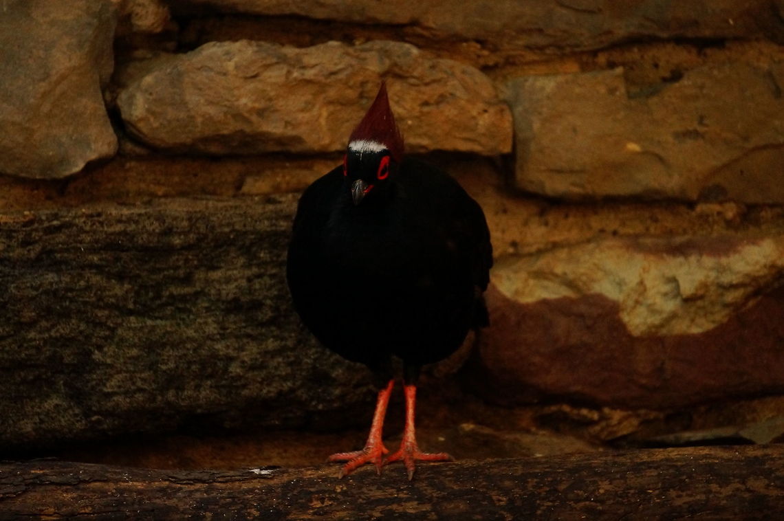 Crested Partridge (Rollulus rouloul)  Animal,Bird,Crested Partridge,Crested Wood Partridge,Galliformes,Geotagged,Nature,New York,Phasianidae,Rochester,Rollulus,Rollulus rouloul,Seneca Park Zoo,United States,Vertebrate,Zoo