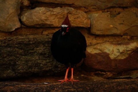 Crested Partridge (Rollulus rouloul)  Animal,Bird,Crested Partridge,Crested Wood Partridge,Galliformes,Geotagged,Nature,New York,Phasianidae,Rochester,Rollulus,Rollulus rouloul,Seneca Park Zoo,United States,Vertebrate,Zoo