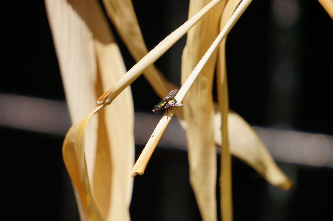 Common Green Bottle Fly (Lucilia sericata)  Animal,Arthropod,Calliphoridae,Common green bottle fly,Diptera,Fly,Geotagged,Green bottle fly,Insect,Lucilia,Lucilia sericata,Nature,United States