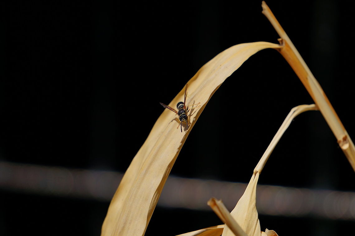 Unidentified Wasp (Eumeninae family?)  Animal,Apocrita,Arthropod,Geotagged,Hymenoptera,Insect,Nature,New York State,Rochester,Seneca Park Zoo,United States,United States of America,Vespidae,Wasp