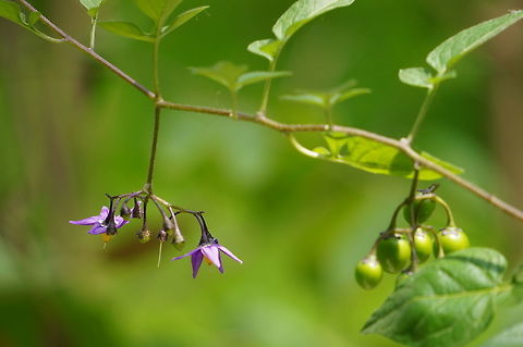 Bittersweet Nightshade (Solanum dulcamara)  Angiospermae,Berry,Bittersweet Nightshade,Flowering Plant,Geotagged,Nature,Nightshade,Plant,Poisonous,Solanaceae,Solanales,Solanum,Solanum dulcamara,United States,Wild Berry