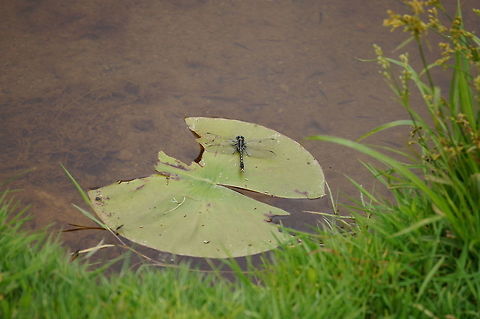 Lilypad Clubtail (Arigomphus furcifer)  Animal,Anisoptera,Arigomphus furcifer,Arthropod,Dragonfly,Geotagged,Insect,Lilypad clubtail,Nature,Odonata,United States