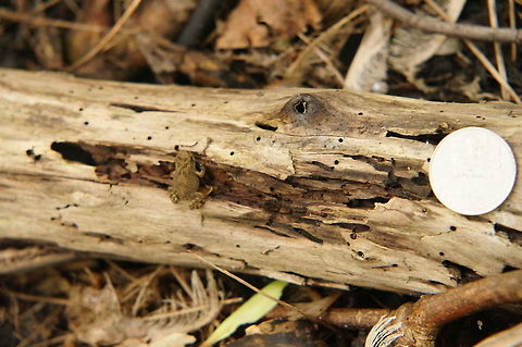 Young American Toad (Anaxyrus americanus) This is the smallest toad I've ever seen. I don't know how my wife spotted it. The white circle on the right is a US quarter, for scale. American Toad,American toad,Amphibian,Anaxyrus,Anaxyrus americanus,Animal,Anura,Bufonidae,Frog,Geotagged,Henrietta,Nature,New York State,Rochester,Tinker Nature Park,True Toad,United States,United States of America,Vertebrate
