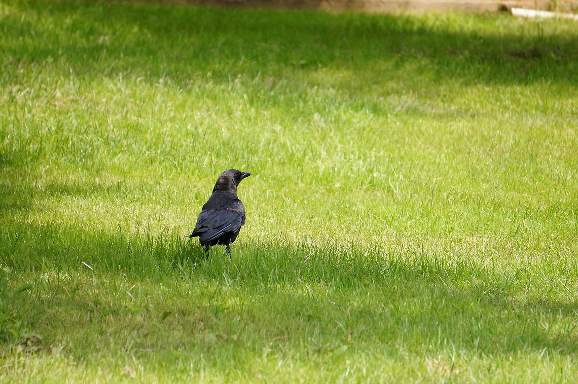 American Crow (Corvus brachyrhynchos)  American Crow,Animal,Bird,Corvidae,Corvus,Corvus brachyrhynchos,Crow,Geotagged,Henrietta,Nature,New York State,Passeri,Passeriformes,Perching Bird,Rochester,Songbird,Tinker Nature Park,United States,United States of America,Vertebrate