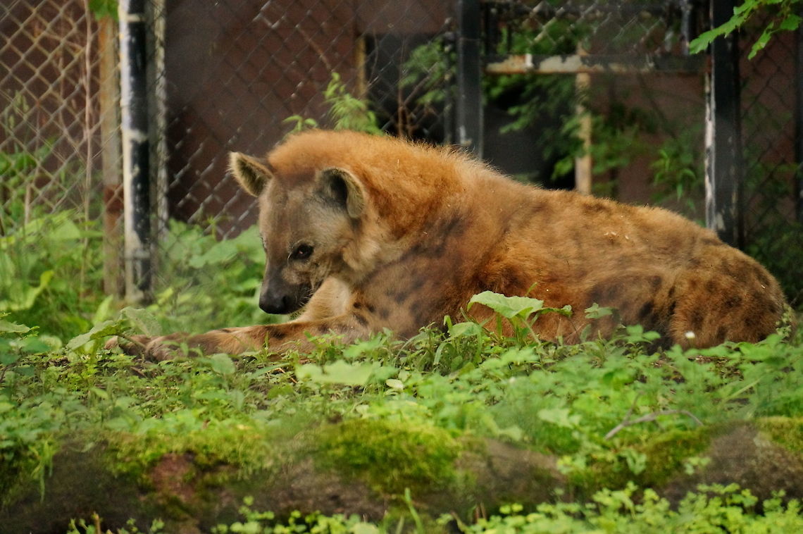 Spotted Hyena (Crocuta crocuta)  Animal,Carnivora,Crocuta,Crocuta crocuta,Geotagged,Hyaenidae,Hyena,Mammal,Nature,Spotted Hyena,United States,Vertebrate
