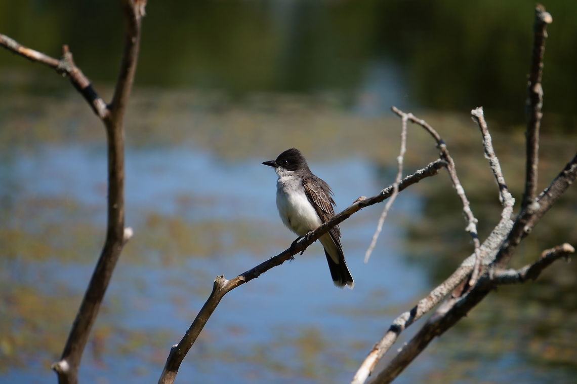 Eastern Kingbird (Tyrannus tyrannus)  Animal,Bird,Eastern Kingbird,Eastern kingbird,Geotagged,Kingbird,Nature,Passeriformes,Perching Bird,Tyrannidae,Tyrannus,Tyrannus tyrannus,Tyrant flycatcher,United States,Vertebrate
