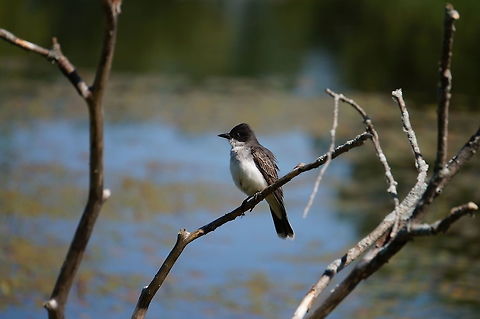 Eastern Kingbird (Tyrannus tyrannus)  Animal,Bird,Eastern Kingbird,Eastern kingbird,Geotagged,Kingbird,Nature,Passeriformes,Perching Bird,Tyrannidae,Tyrannus,Tyrannus tyrannus,Tyrant flycatcher,United States,Vertebrate