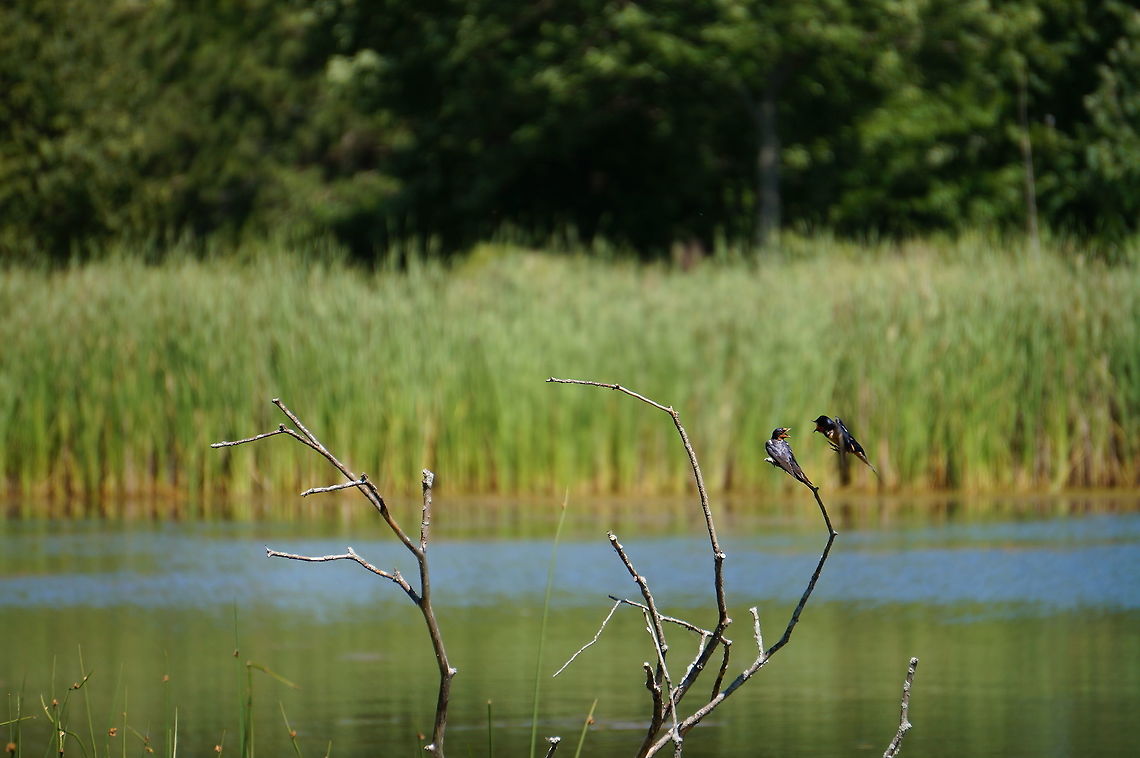 Barn Swallow Squabble (Hirundo rustica)  Animal,Barn Swallow,Bird,Geotagged,Hirundinidae,Hirundo,Hirundo rustica,Nature,Passeri,Passeriformes,Perching Bird,Songbird,Swallow,United States,Vertebrate