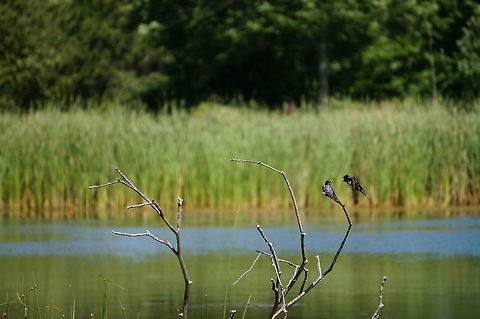 Barn Swallow Squabble (Hirundo rustica)  Animal,Barn Swallow,Bird,Geotagged,Hirundinidae,Hirundo,Hirundo rustica,Nature,Passeri,Passeriformes,Perching Bird,Songbird,Swallow,United States,Vertebrate