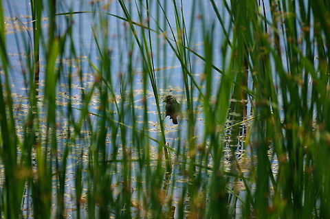 Red-winged Blackbird (Agelaius phoeniceus) Either a juvenile or an adult female Agelaius,Agelaius phoeniceus,Animal,Bird,Geotagged,Icteridae,Nature,Passeriformes,Perching Bird,Red-winged Blackbird,Red-winged blackbird,United States,Vertebrate