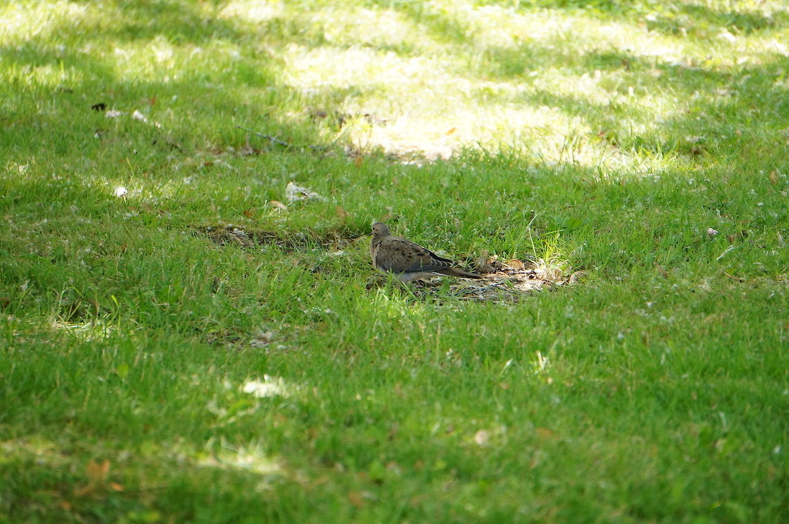 Mourning Dove (Zenaida macroura)  Animal,Bird,Columbidae,Columbiformes,Dove,Geotagged,Mourning Dove,Mourning dove,Nature,United States,Vertebrate,Zenaida,Zenaida macroura
