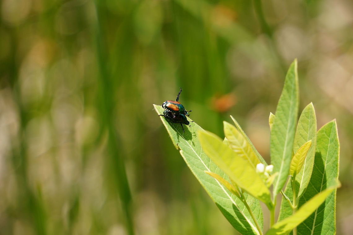 Japanese Beetles (Popillia japonica)  Animal,Arthropod,Beetle,Coleoptera,Geotagged,Insect,Japanese Beetle,Japanese beetle,Nature,Popillia,Popillia japonica,Scarab Beetle,Scarabaeidae,United States