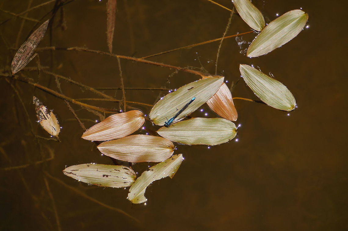 Blue-ringed Dancer (Argia sedula)  Animal,Argia,Argia sedula,Arthropod,Blue-ringed Dancer,Coenagrionidae,Damselfly,Geotagged,Insect,Nature,Odonata,United States,Zygoptera