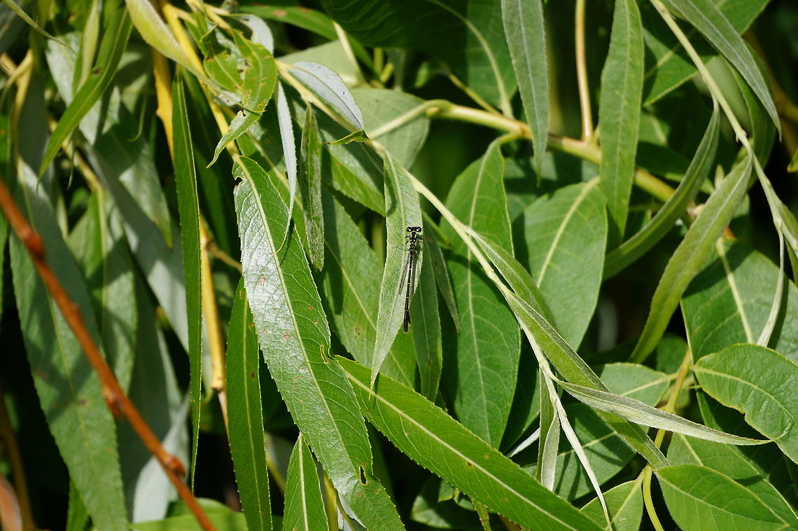 Fragile Forktail (Ischnura posita)  Fragile Forktail,Geotagged,Ischnura posita,Summer,United States