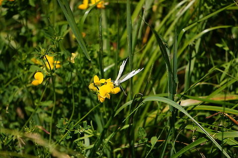 Cabbage  White (Pieris rapae)  Angiospermae,Animal,Arthropod,Butterfly,Cabbage White,Flower,Flowering Plant,Geotagged,Insect,Lepidoptera,Nature,Pieridae,Pieris,Pieris rapae,Plant,Small White,United States
